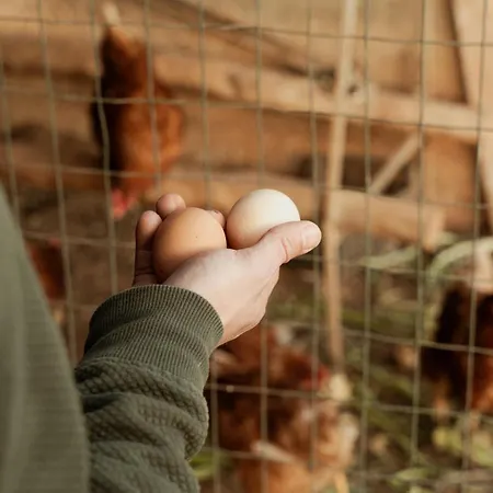 Oppure - Masseria Moderna 4*